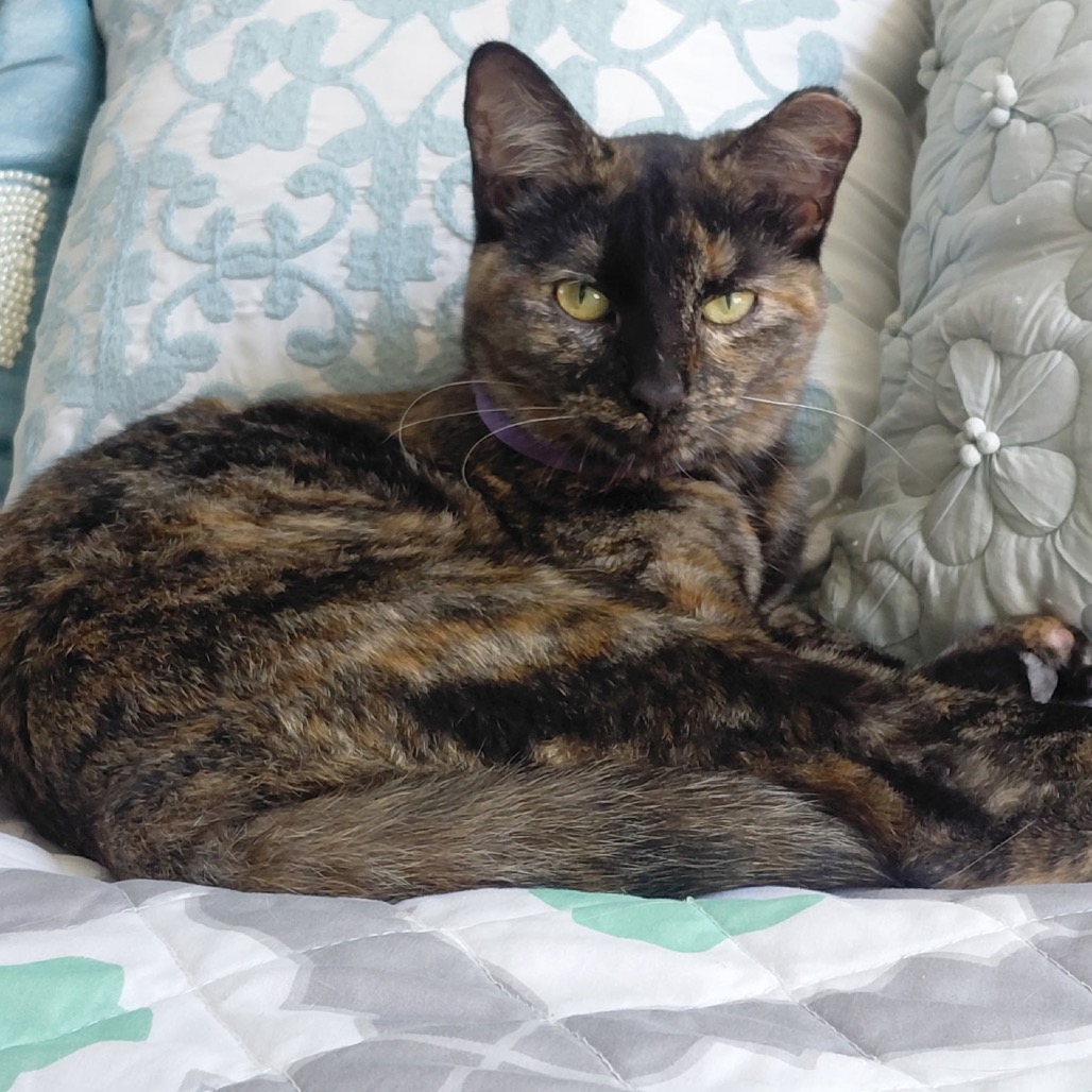 KIKI - Domestic Shorthair available for adoption