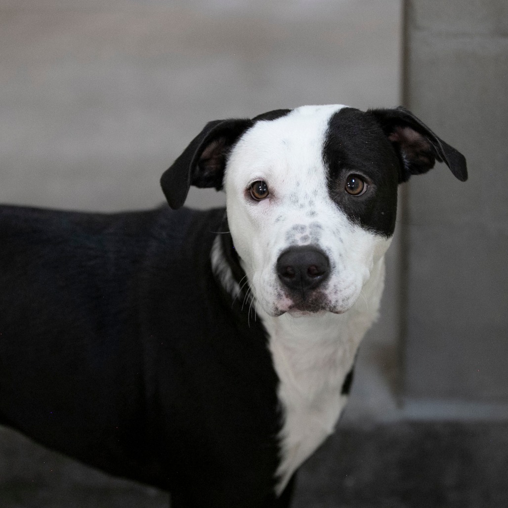 TOMMIE (AG26-45) - Sheepdog / Mcnab available for adoption
