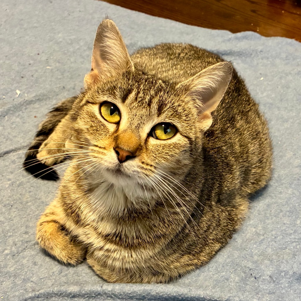 Cinderella — thumbnail 5