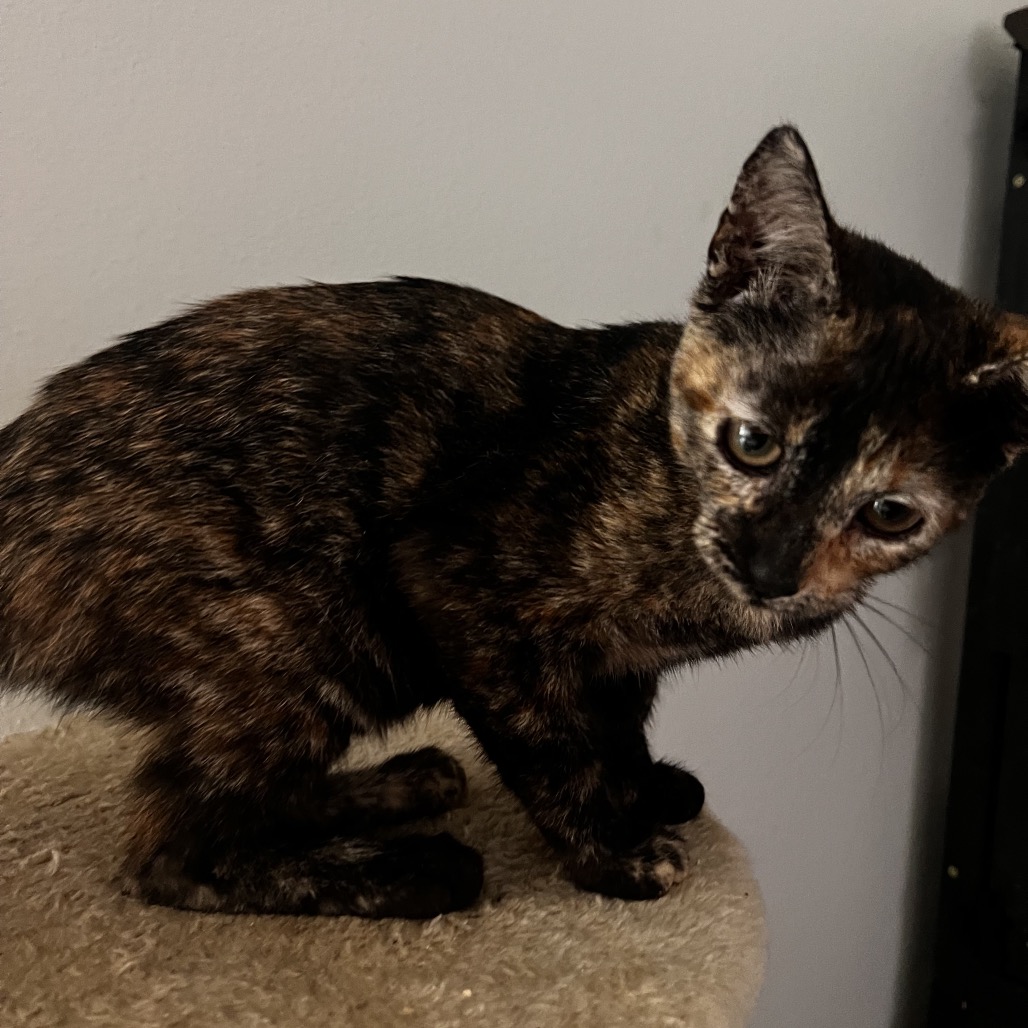 Mavis, available for adoption at PVAS