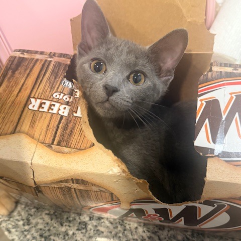 Angel Hair: Female 3 Domestic Shorthair