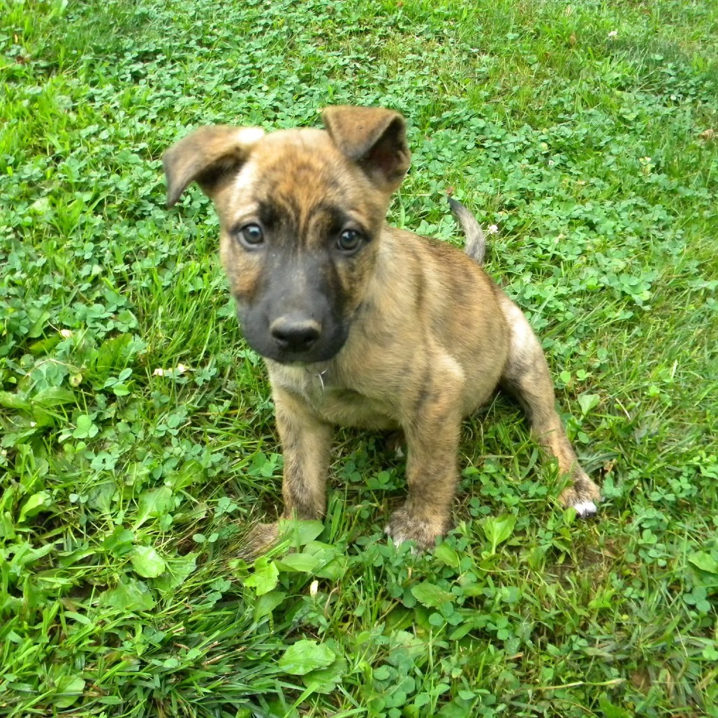 ABBY (IN FOSTER) - Shepherd, German / Terrier, American Pit Bull available for adoption