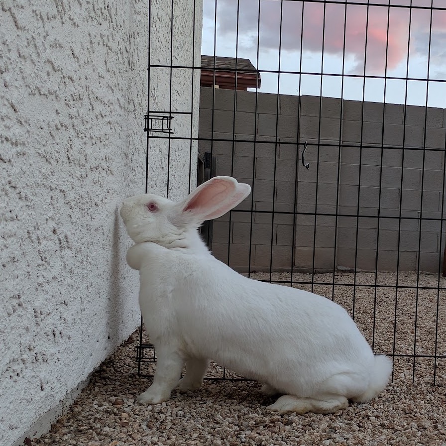 Judy Hopps, photo 3