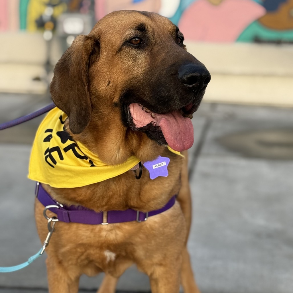 Albert — thumbnail 5