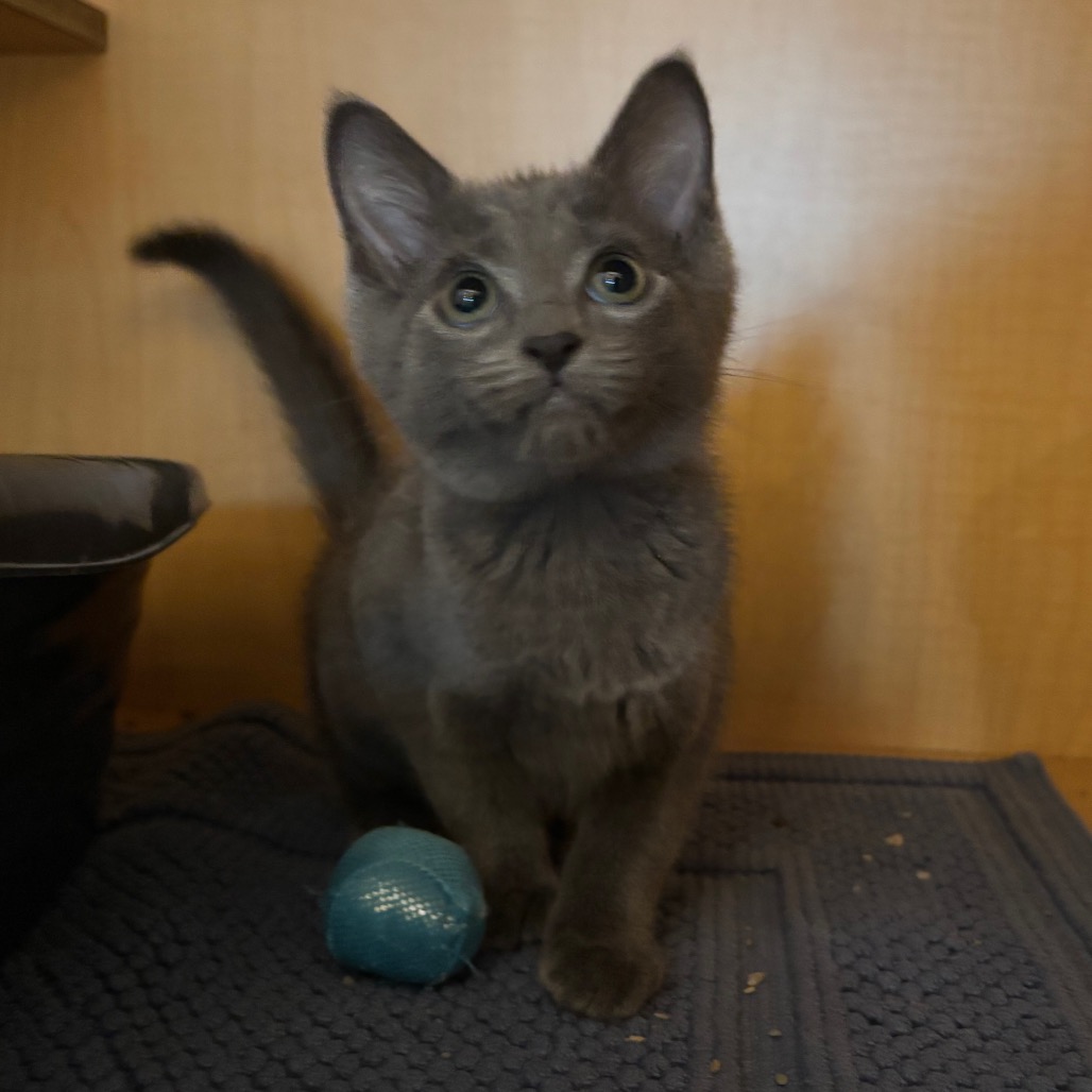 CAT PEAR - Domestic Shorthair available for adoption