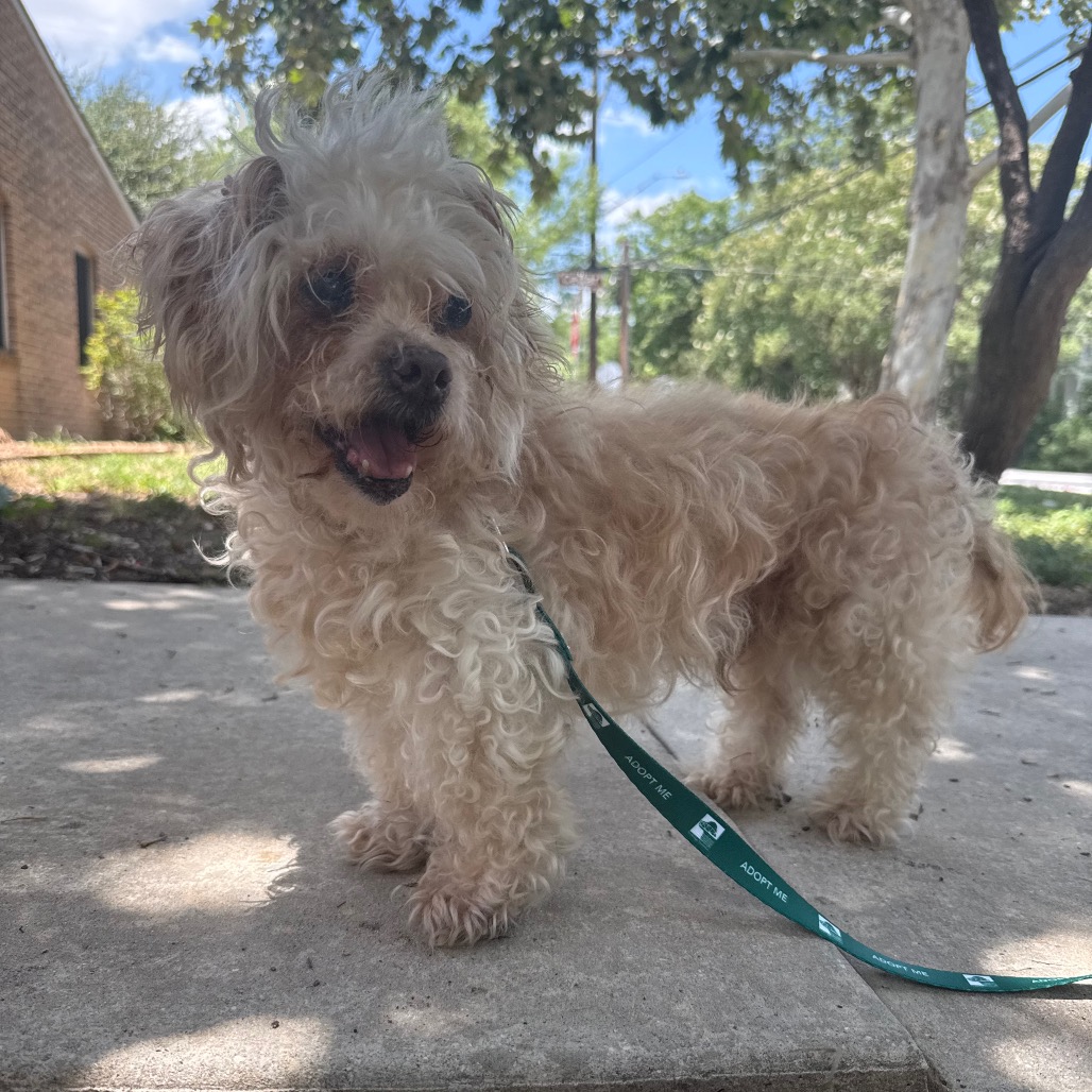 CORBIN - Maltese / Poodle, Miniature for adoption in San Antonio