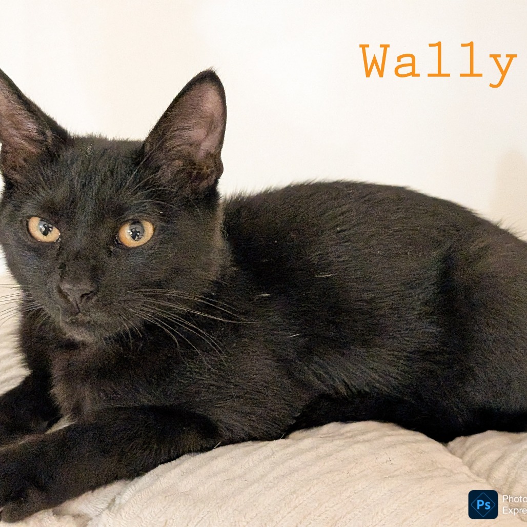 Wally, photo 5