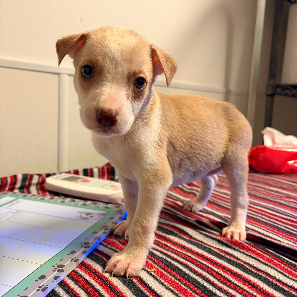 Photo of Oregano, available for adoption at PVAS
