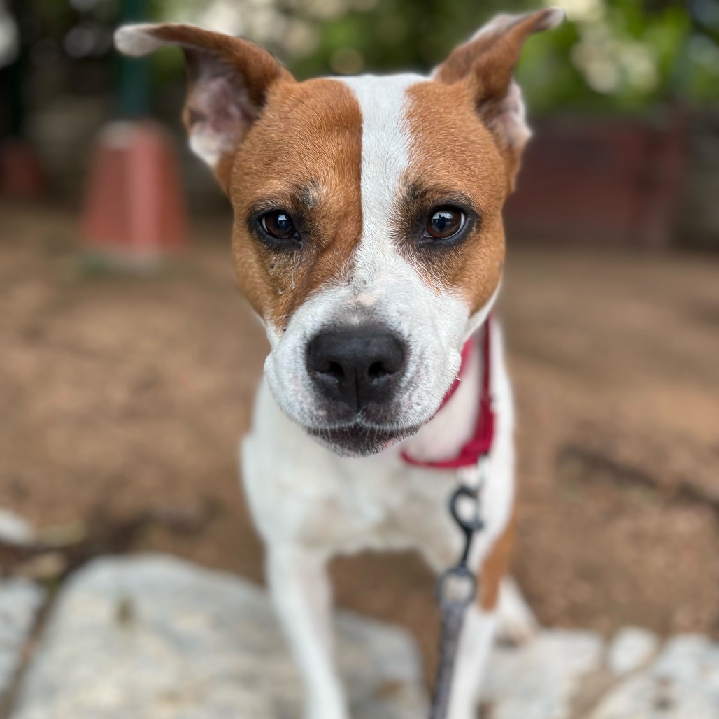 Daisy — thumbnail 7