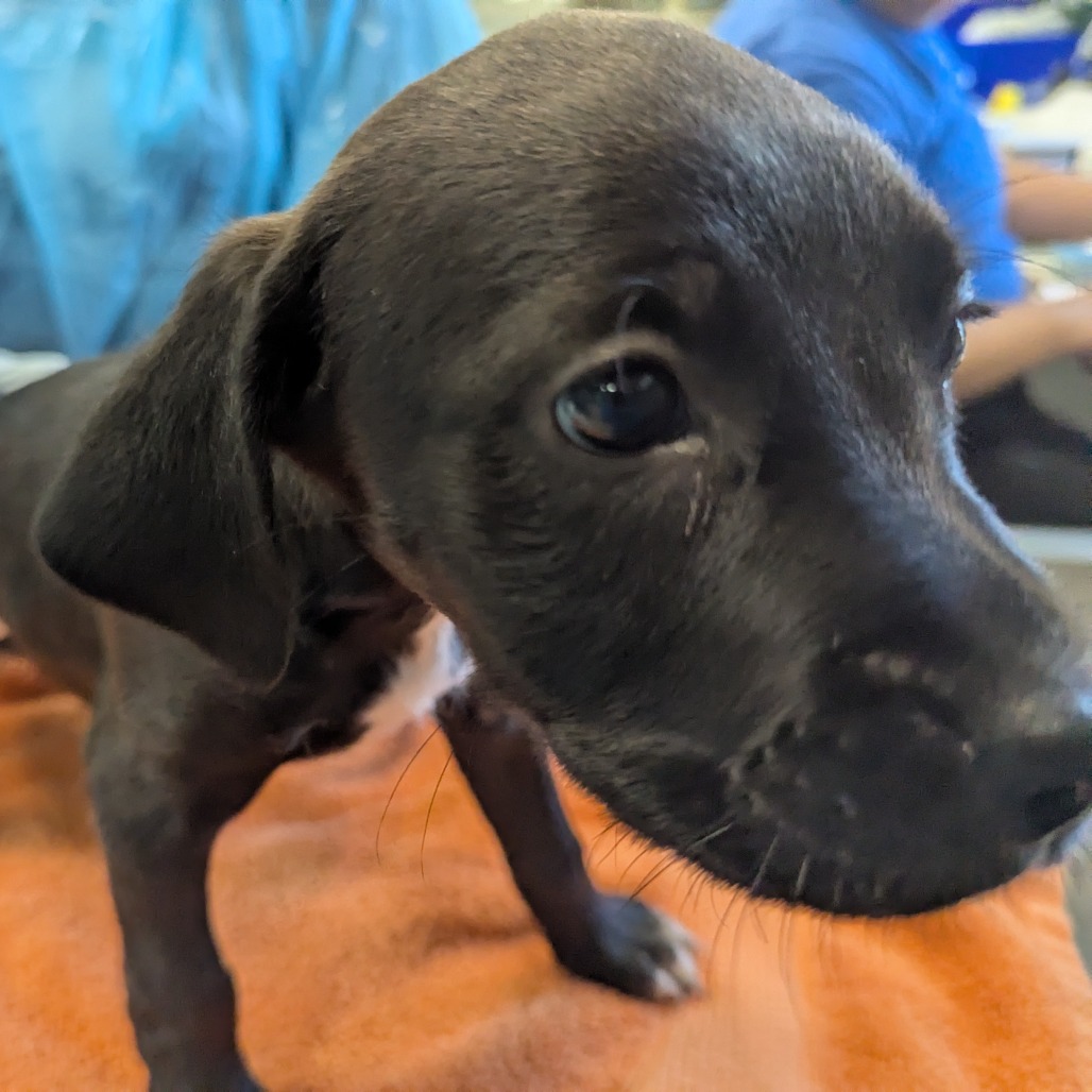 Pit Bull