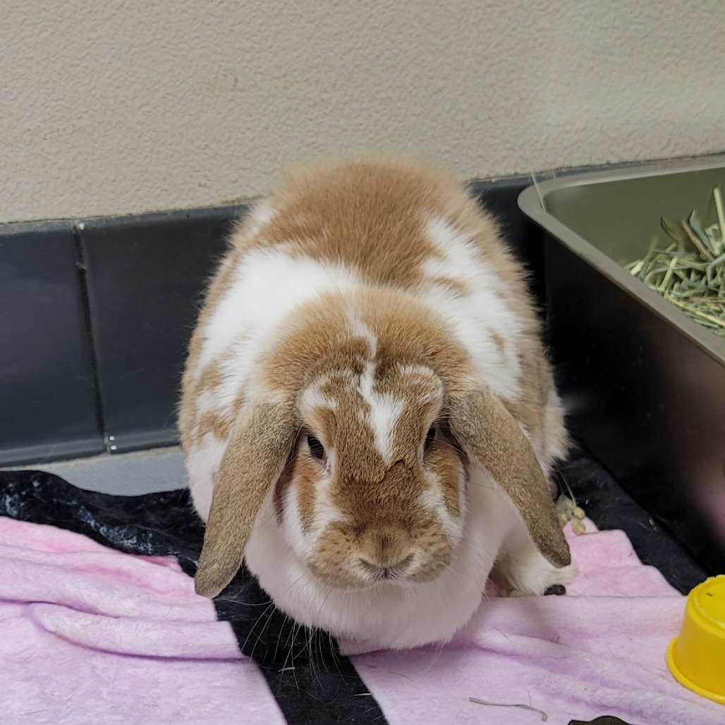 Cinnamon