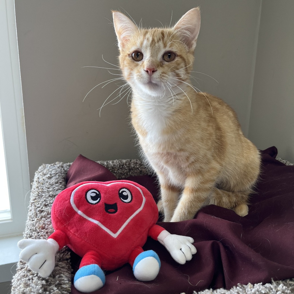 Cheez-it — thumbnail 3