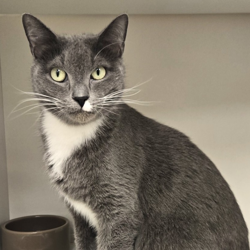 Zorro — thumbnail 3