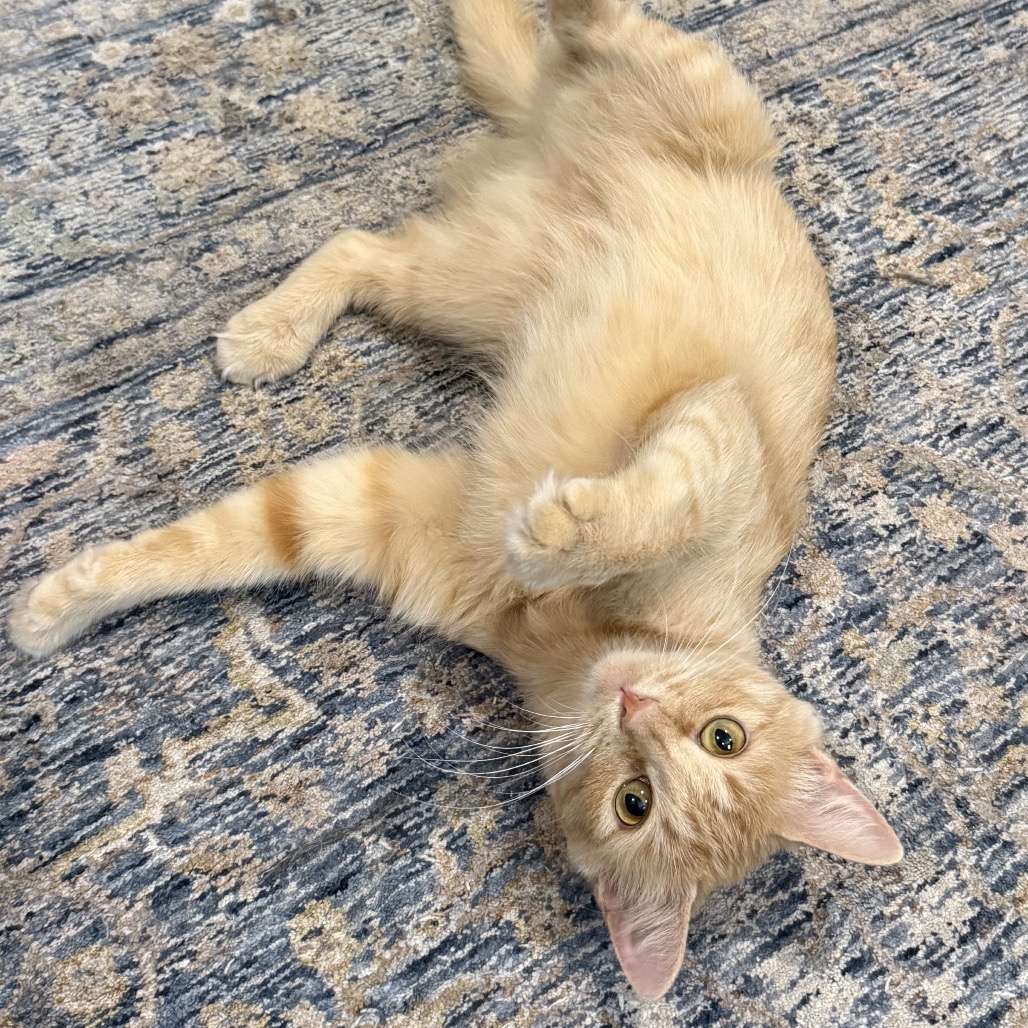 SUNNY - Domestic Shorthair / Mix available for adoption