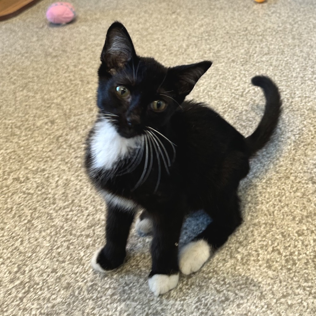 FROGGER - Domestic Shorthair available for adoption