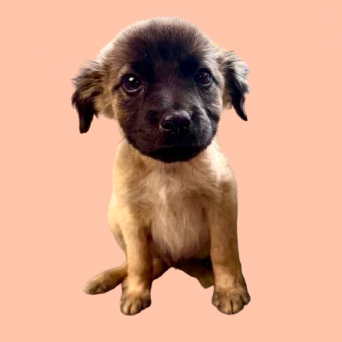 Tusc Stray 82713 2 3 4 5