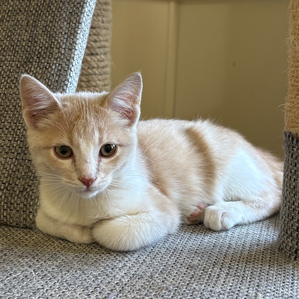 BISCUIT - Domestic Shorthair available for adoption