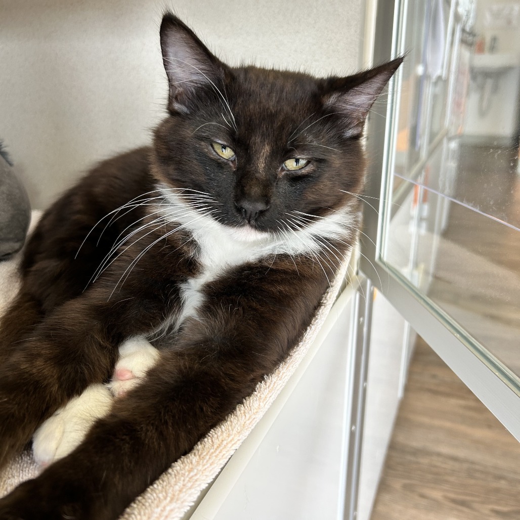 Faye - Domestic Shorthair