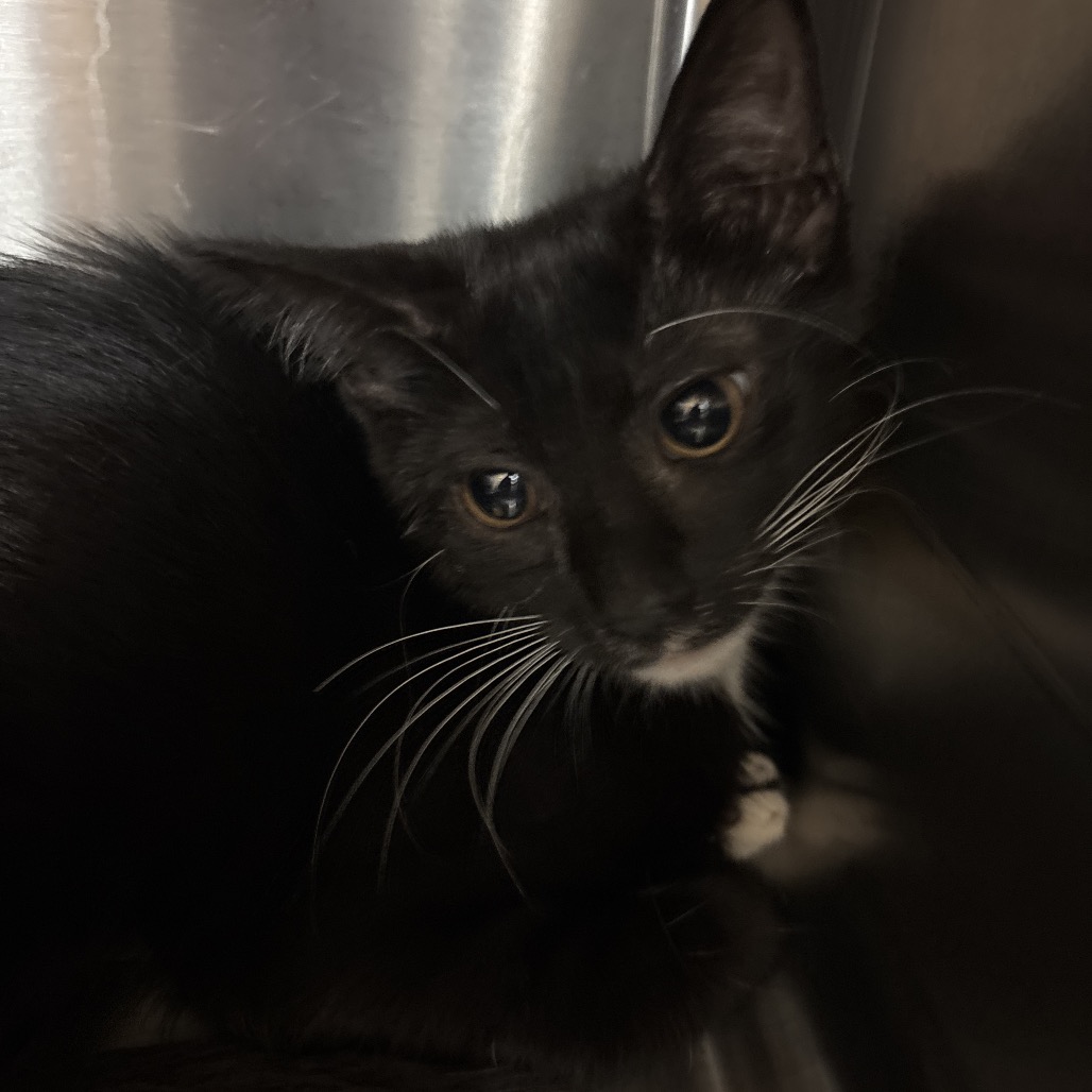 MAISIE - Domestic Shorthair available for adoption