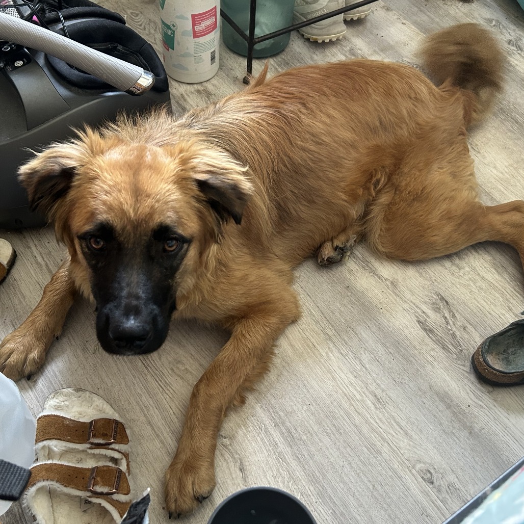 Nashua - FOSTER OR ADOPTER NEEDED