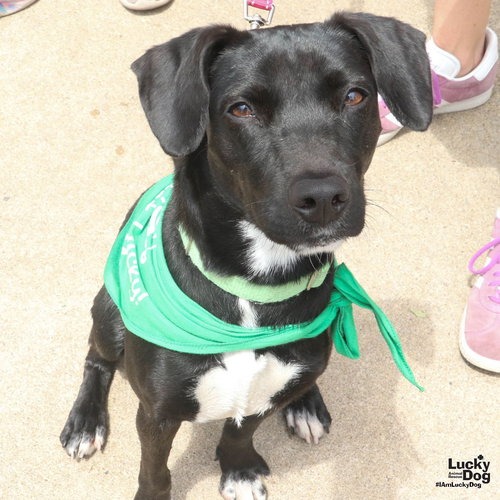 TIANA - Retriever, Labrador / Beagle available for adoption