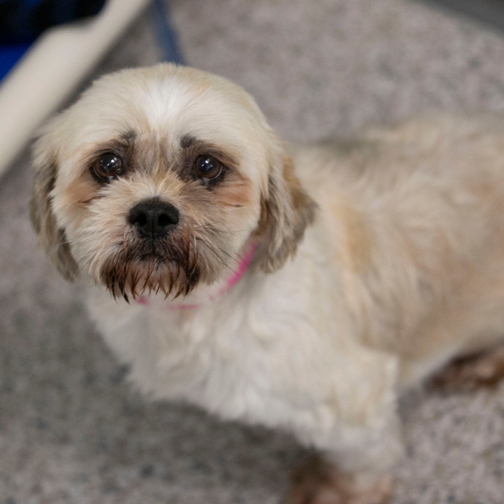 Millie (JY26-77), photo 8