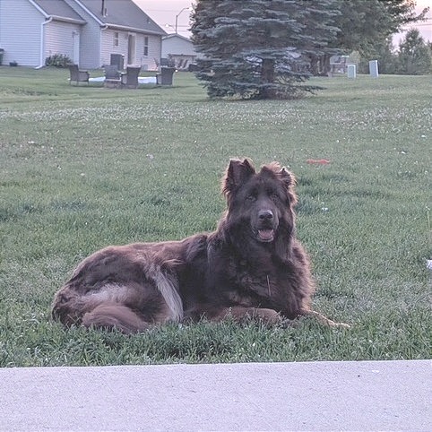 Koda 5/09/2026 (Poppy), photo 3
