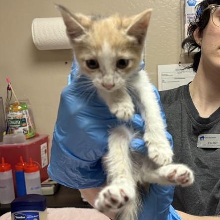 Polly: Female 3 Domestic Shorthair
