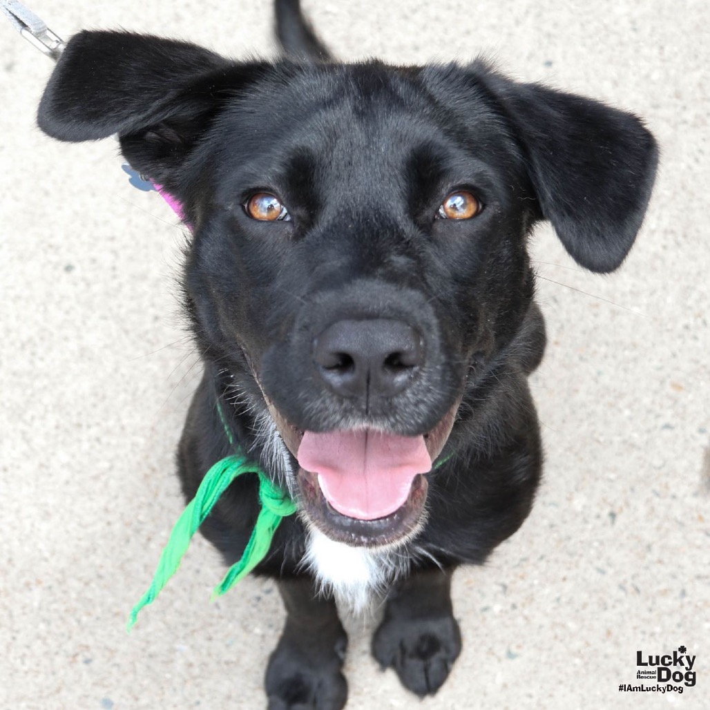 TATOR - Retriever, Labrador / Shepherd available for adoption