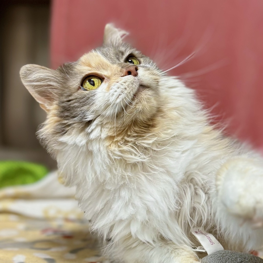 Miss Kitty, photo 5