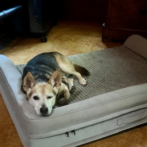 BANJO (IN FOSTER) - Mixed Breed (Small) available for adoption