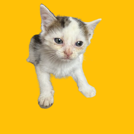 Tusc Stray 82180