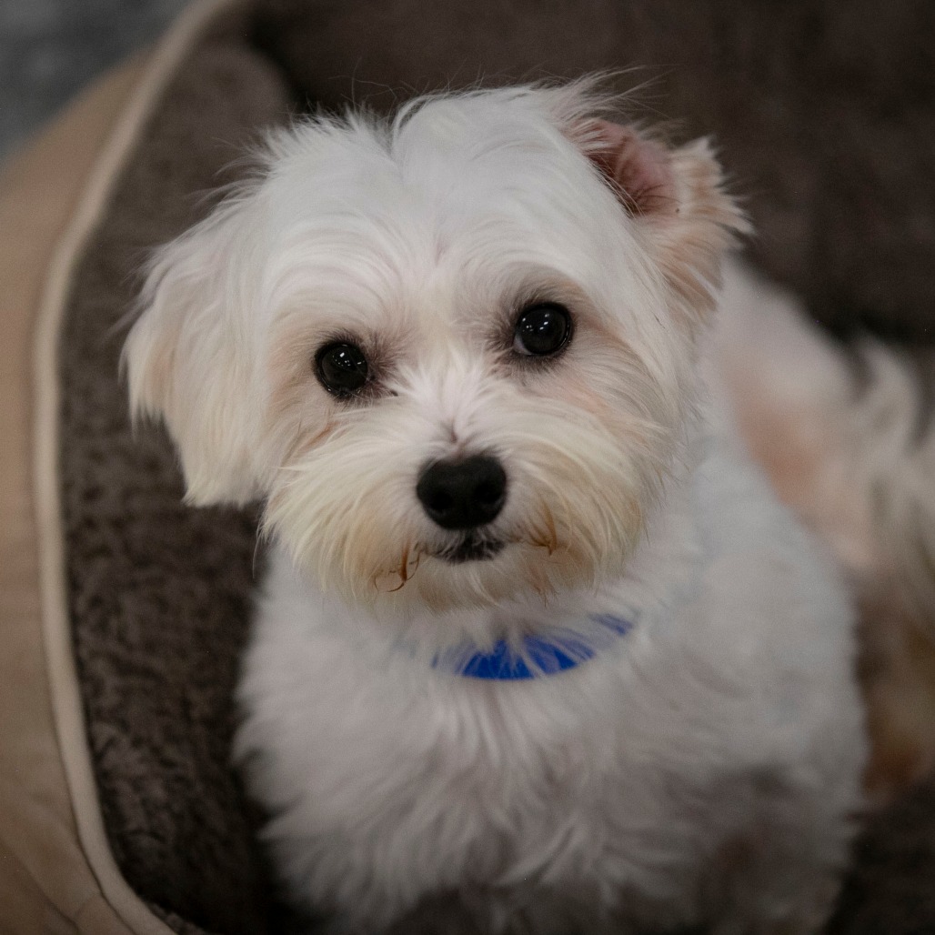 OLIVER (S26-143) - Coton De Tulear available for adoption