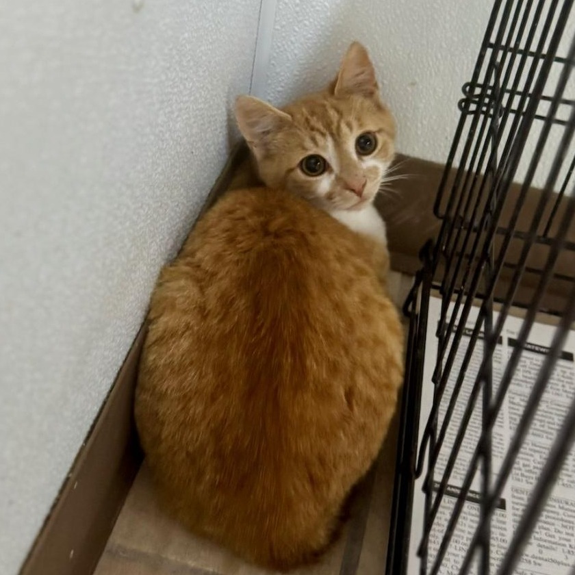 TOMATO - Domestic Shorthair available for adoption