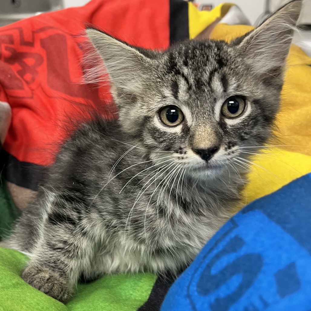 BINX - Domestic Shorthair available for adoption