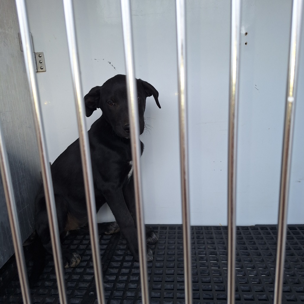 Kennel#10c Hoka's preview photo