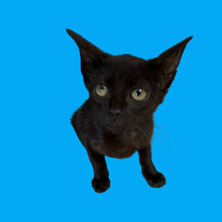 Tusc Stray 81617