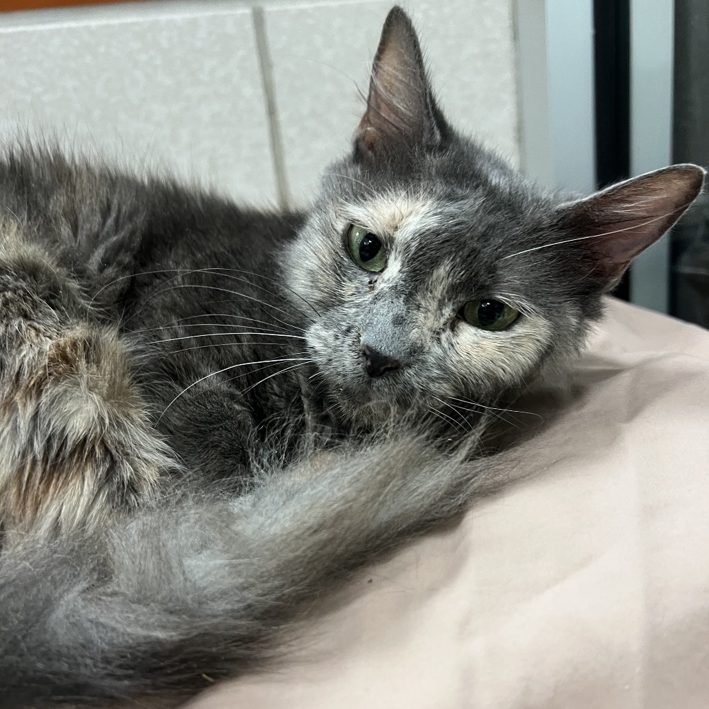 OHANA (663109) - Domestic Shorthair available for adoption