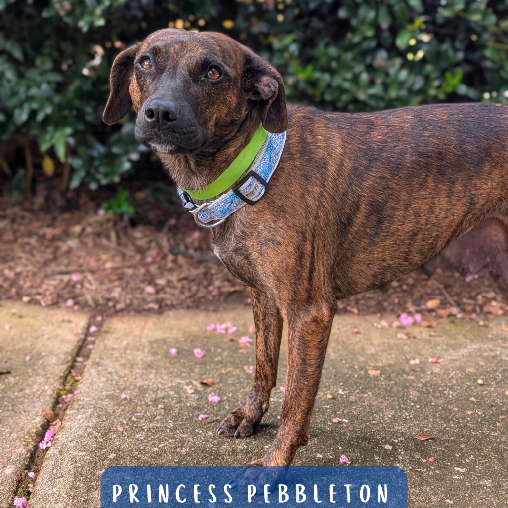 Princess Pebbleton 06-0304, photo 6