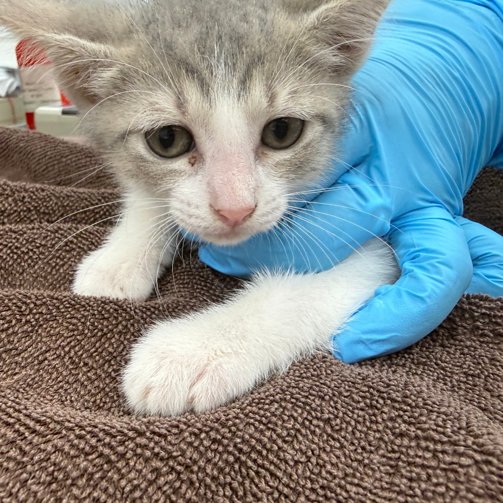 KA'ANI - Domestic Shorthair available for adoption