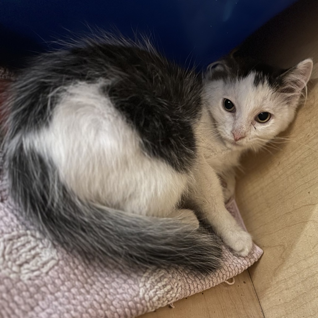 CLOSET - Domestic Longhair available for adoption