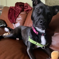 Photo of Chip 20
