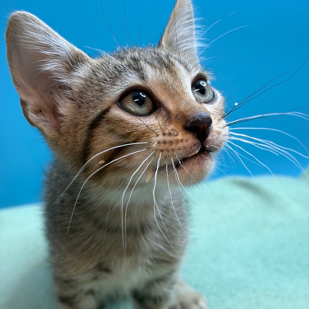 MURPHY'S LAW - Domestic Shorthair available for adoption