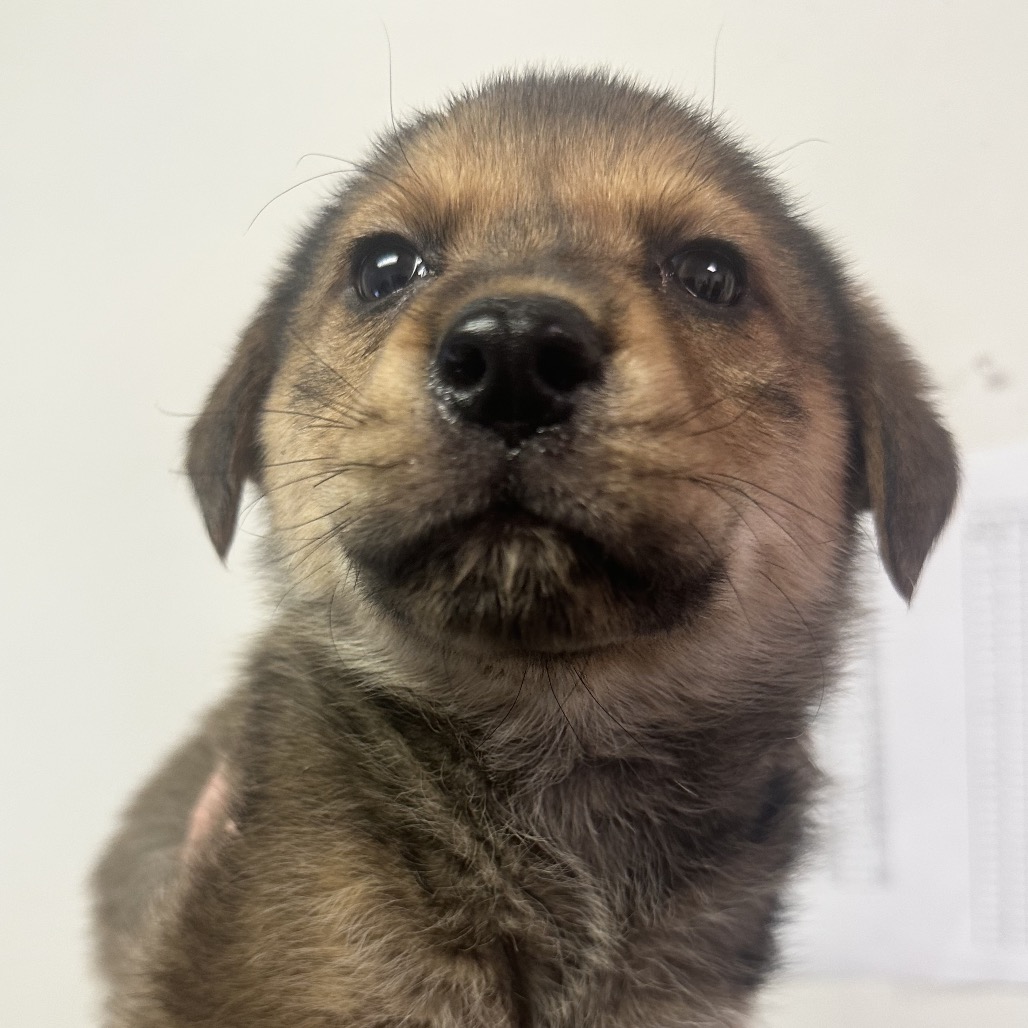 Wilbur — thumbnail 2