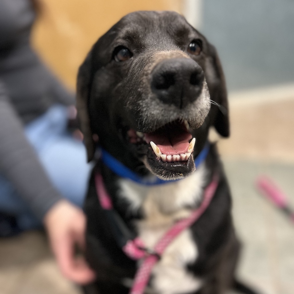 Willoughby — thumbnail 10