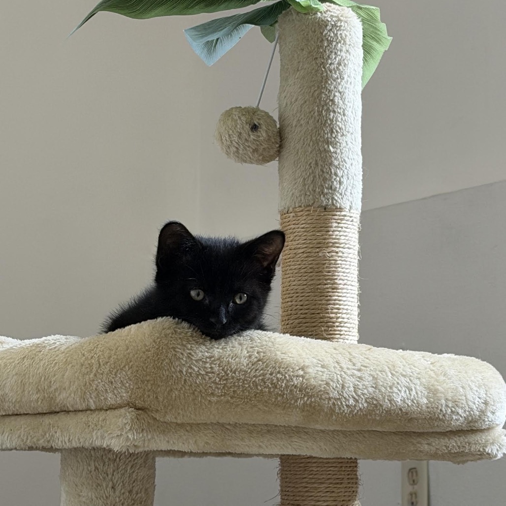 Cat Benatar C12279