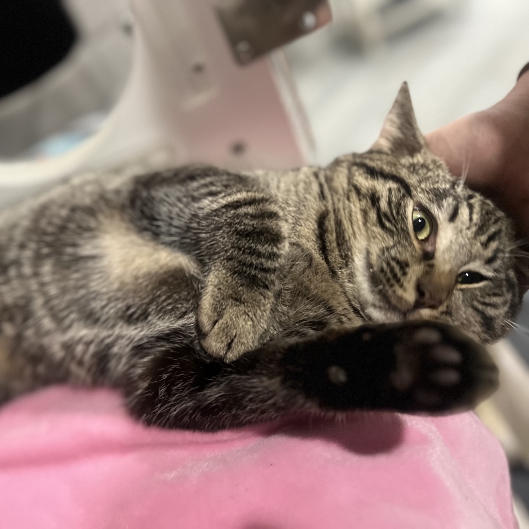 Valentino — thumbnail 4