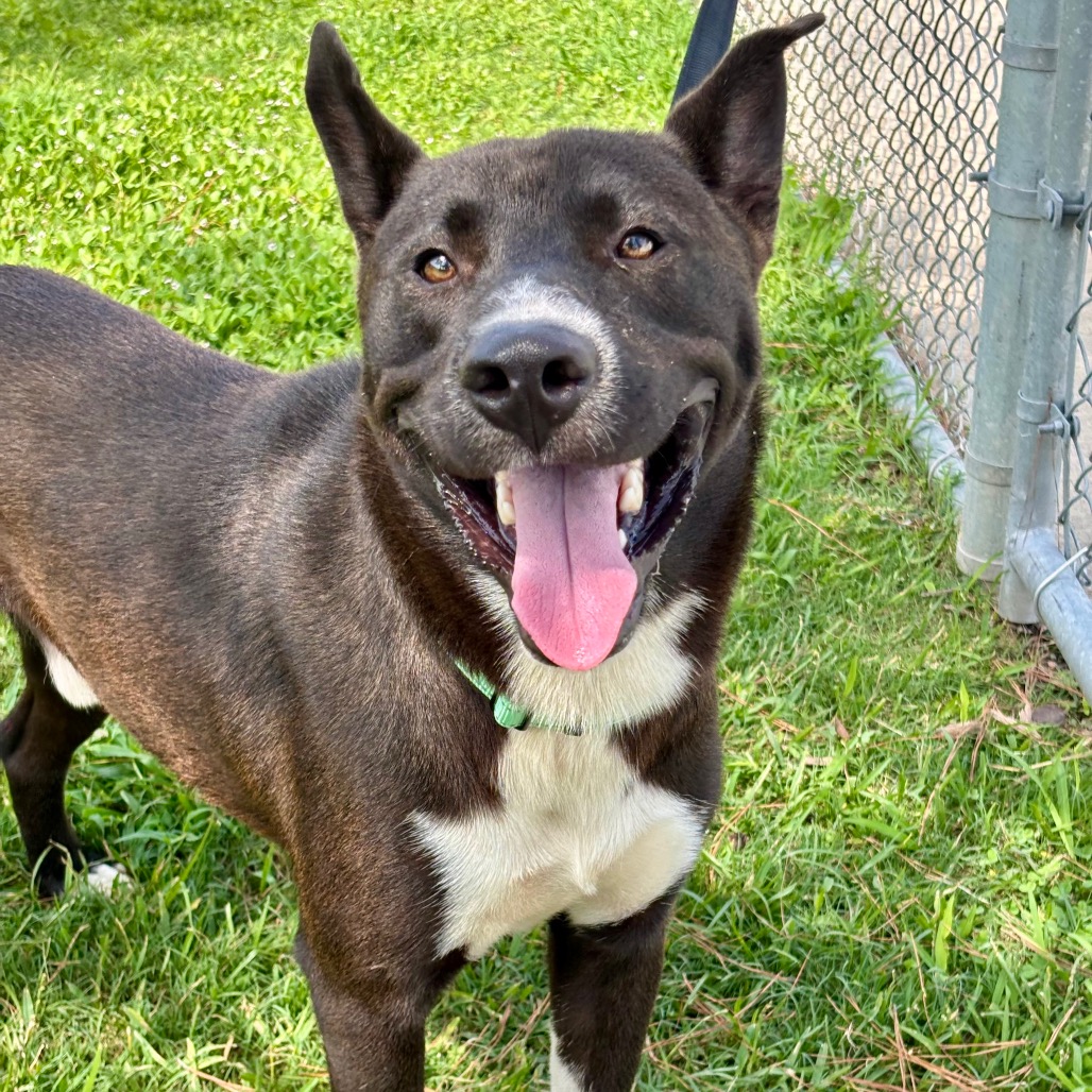 BERNIE - Akita / Cattle Dog for adoption in League City