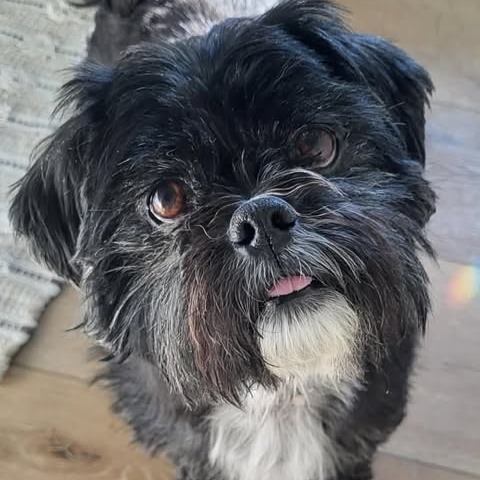 Chewy, photo 12
