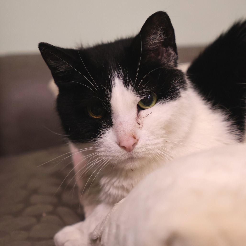 Jeter is available for adoption at SPCA Westchester